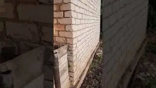 Деревья из семян.