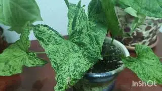 Морозы не помеха--- черенкую, пересаживаю,а цветочки собираются зацветать!!!