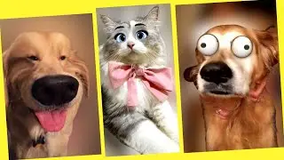 Gatos e Cachorro com Filtros do Snapchat⭐OS MAIS ENGRAÇADAS⭐ Animais Engraçados