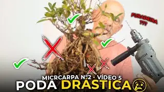 PODA DRÁSTICA EM BONSAI DE FIGUEIRA | Ficus Microcarpa Nº2 - Vídeo 5