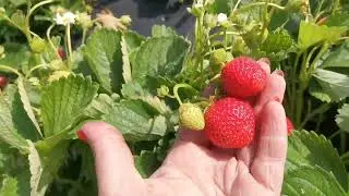 Клеопатра! Безумно вкусный сорт земляники 🍓 🍓 🍓