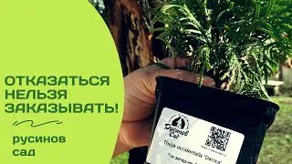 Посадочный материал высокого качества! Хвойные саженцы от Русинова Александра