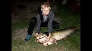 Сом 27 кг