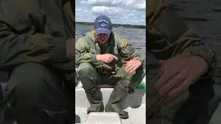 Трудовая щука