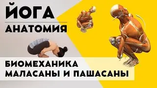 Биомеханика Маласаны и Пашасаны