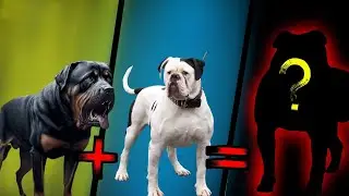 [TOP MIX!!] DE BULLDOG QUE VOCÊ PRECISA CONHECER!!!!!