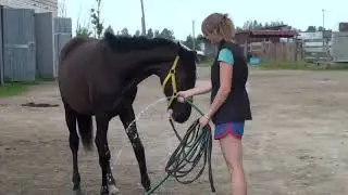 50. Приучение к шлангу Кобылка - Первый день. Уроки верховой езды