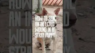 How to heal an infected wound in a stray dog | feat AWTE [Animal Welfare Trust Ekarma]
