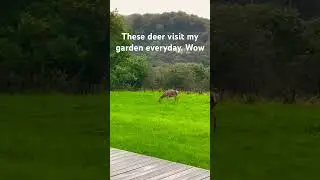 DEER IN MY GARDEN 