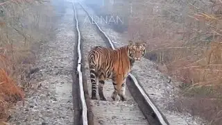 Tiger on Railway Train Track - Dudhwa Tiger Reserve