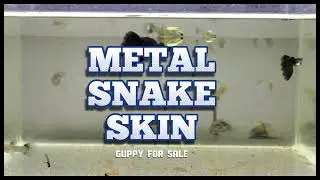 GUPPY METAL SNAKE SKIN #fish #shorts #ikanlaga #bettafish #aquarium #breeding #repost #fishtank