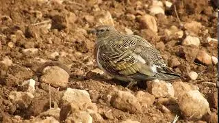 Pin tailed Sandgrouse