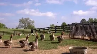 Chicken Chores | Farm Raised With P. Allen Smith