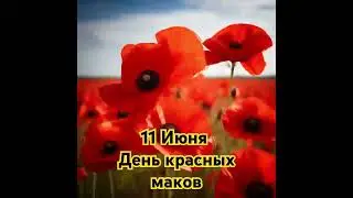 Красные маки: праздник красоты и символики