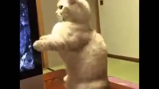 кот и диск
