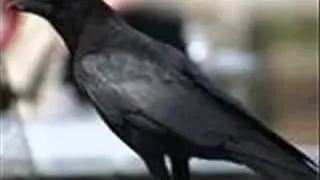 crow   sound effect
