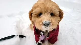 puppy survives first snowstorm