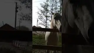 Белый конь(дендропарк).