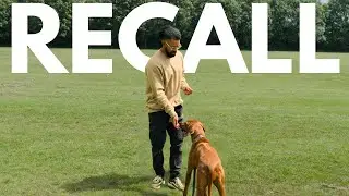Improving Your Dogs Recall!