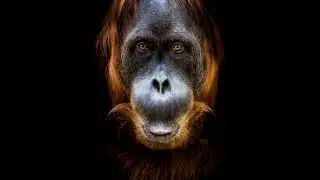 Les plus belles photos de singes #2 du monde