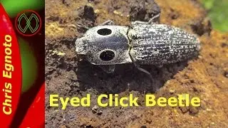 Eyed click beetle (Alaus oculatus) - This beetle jumps!