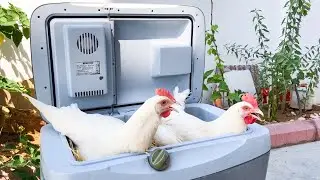 Süper Fikir Eski Kullanılmayan Termosdan Tavuk Folluk Nasıl Yapılır