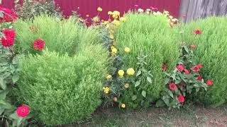 Кохия выращивание летнего кипариса и как растет в цветнике
