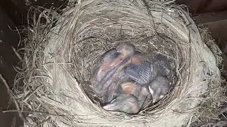 ganz junge Amseln im Nest in unserem Gartenhäuschen