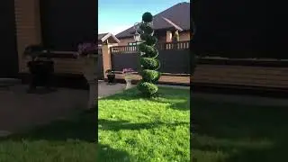 Топиарная стрижка хвойных растений
