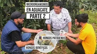 🦠¿Qué MICROORGANISMOS hay en el cultivo de aguacate? 😱🥑 ESTOS ENCONTRÁMOS -Benéficos y Patógenos