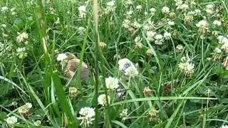 Baby chicks sleeping in the grass