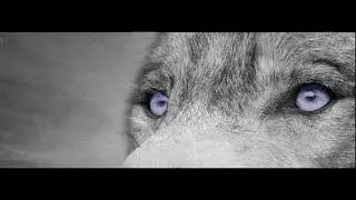 Omnia ~ I Don't Speak Human