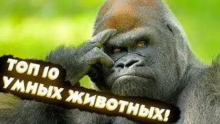 TOP 10 Smartest Animals!