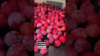 Peaches done , now it is plum time. #harvest2024