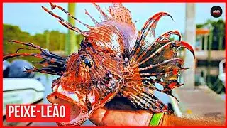 Peixe Leão - 13 espinhos venenosos em sua nadadeira dorsal