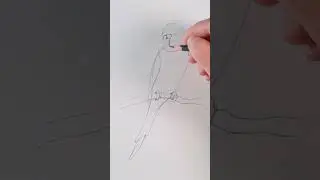 Как нарисовать попугая? 