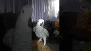 Kak mad parrot - Jou ma se poes