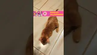 🌿 Подрастает футбольная команда малышей. Всего 5 котят