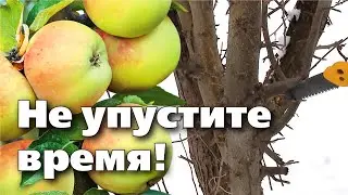 Весенняя обрезка плодовых  Как привести в порядок старую яблоню