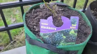 Preparing our container fruit garden in PA