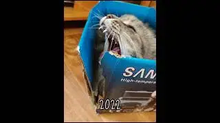 evolution izumki #capcut #cat #subscribe #tiktok #cutecat #shorts