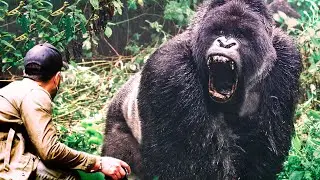 Real King Kong of the Congo!