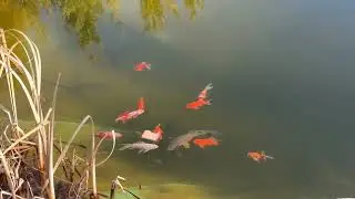 КАРАСИ КОМЕТЫ ПЕРЕЗМОВАЛИ