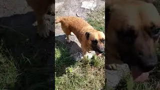 Два Друга