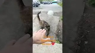 Котики на ужине