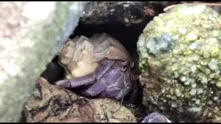 OMG...Look what I saw near the beach tree.