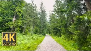 Mountain Valley Pathway Nature Walk 4K (With Ambient Nature Sounds And Music)