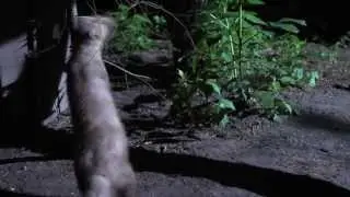 Early Bird Garden Tips - Stone Marten in the Garden