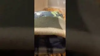 Ёжик зевает