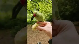 Parrot Lovers Are Everywhere #parrot #birdshort #parrotlover